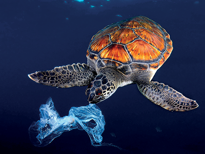 turtle swiming next to plastic bag